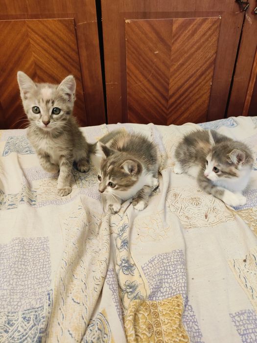 Отдам котят в хорошие руки.