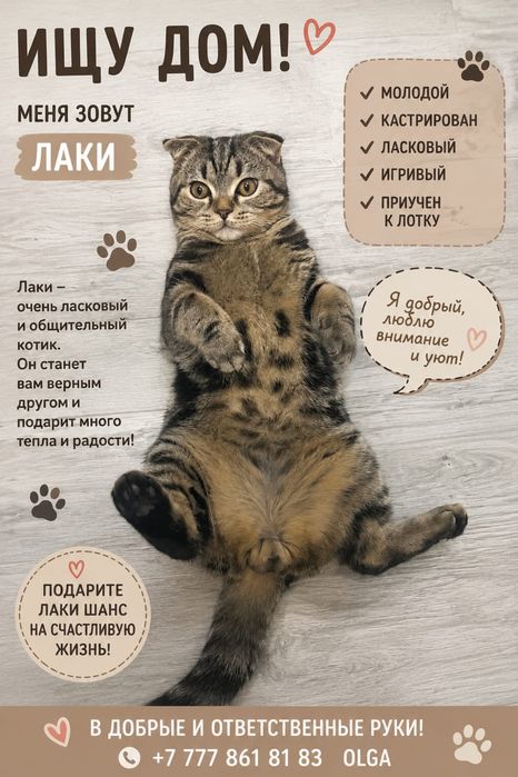пристраиваются котята