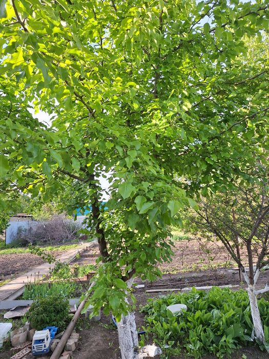 Дача,10 соток,район келешек,ск локомотивнное депо-2