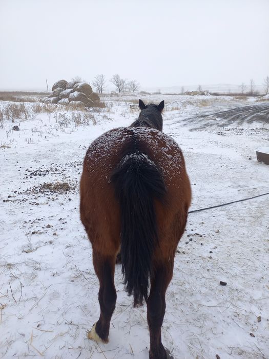 Продам кобылу жерёбая.