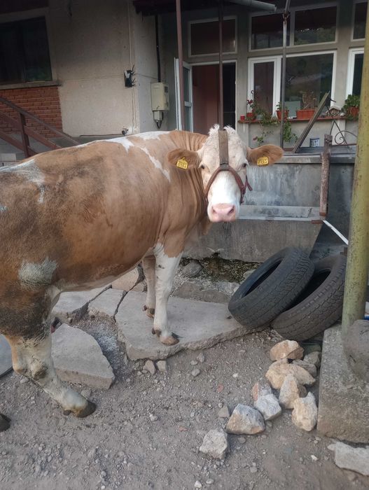 Vând vacă Bălțată Românească, gestantă, 5 ani – talie foarte mare, fără coarne, foarte bună de lapte