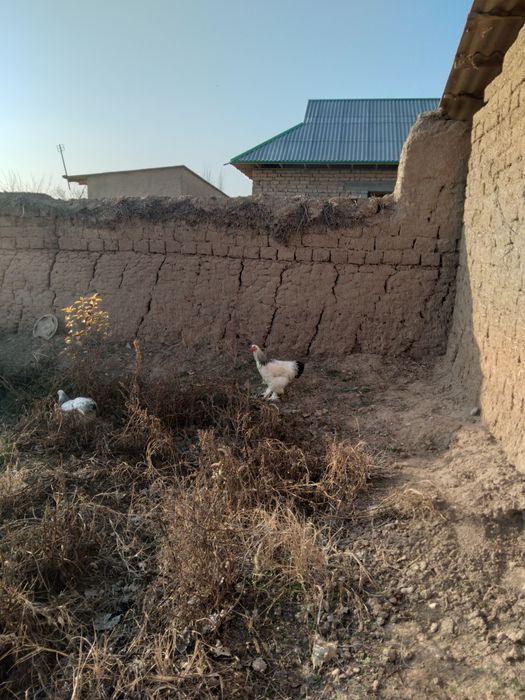 Burama zotdor tovuqlar soglom