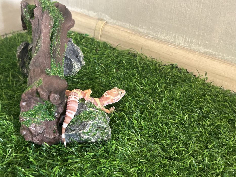 Эублефар с полным комплектом