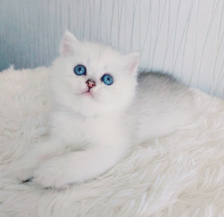 Британская шиншилла