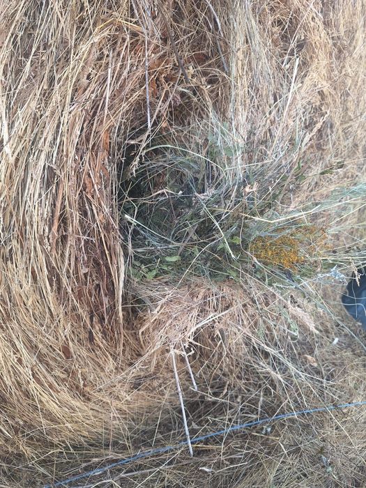 Baloti de fan si lucerna