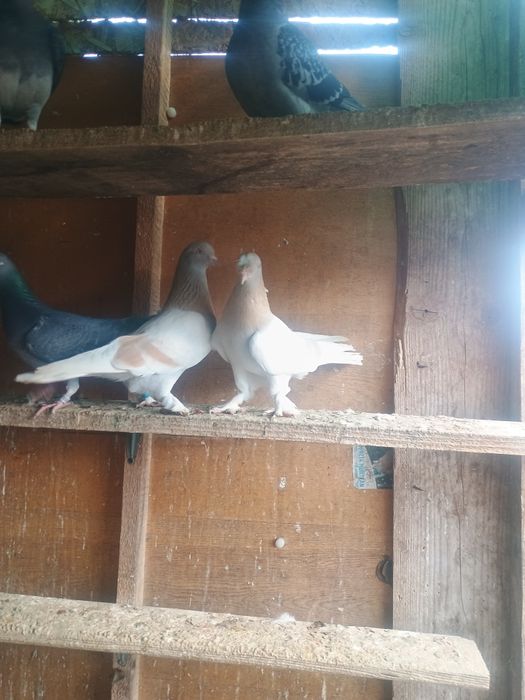 Porumbei takla cu joc