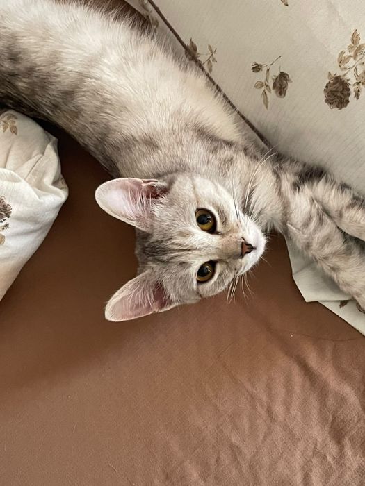 Отдам кошку в добрые заботливые руки