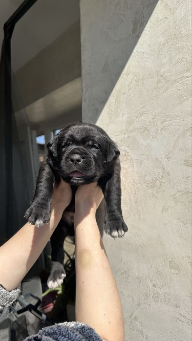 Italian Cane Corso