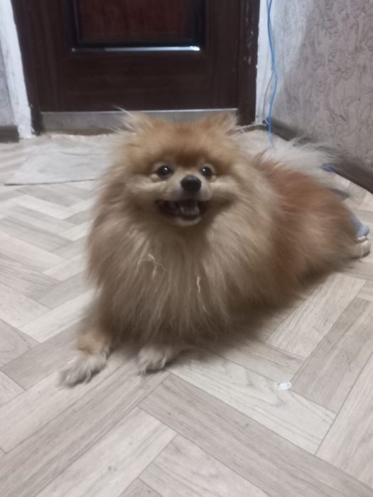 Предлагается для вязки кабель померанского шпица мини