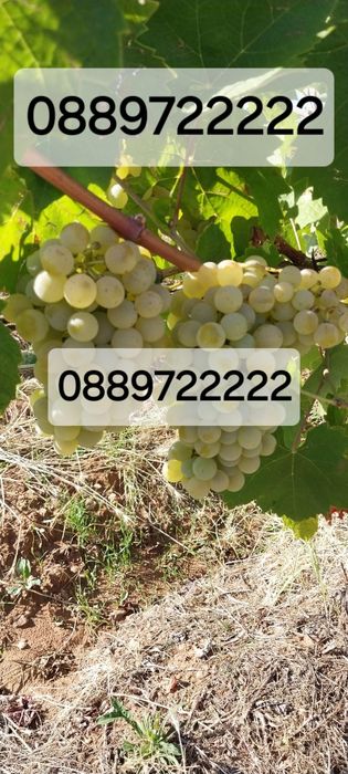 Продавам грозде-ДИМЯТ-ЧЕРВЕН МИСКЕТ.