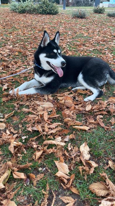 URGENT ! Câine Husky mix spre adopție  prietenoasă și jucăușă