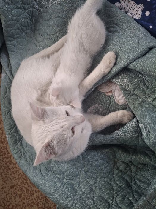 Oq rangli mushiklar sotiladi.