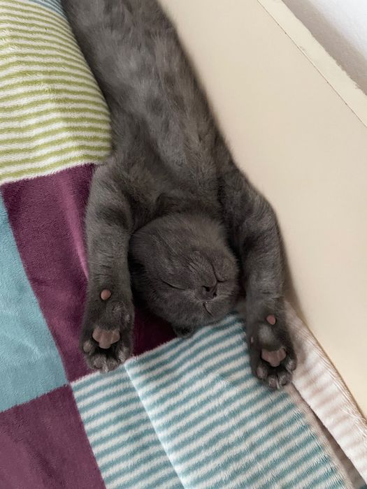 Котенок в добрые руки