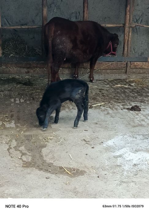 Angus sotiladi bolasiyam bor