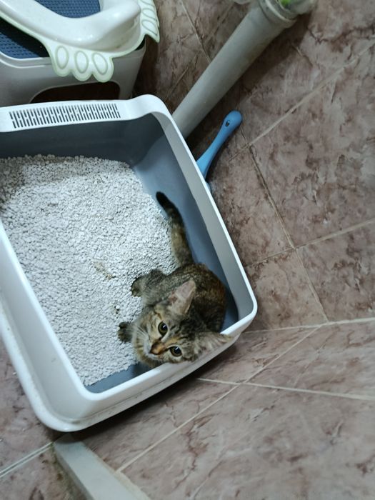 Котёночек Каскелен