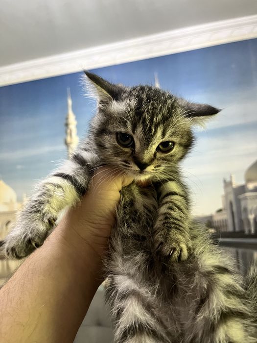 Scottish fold 3 oylik mushukchalar 100$ dan