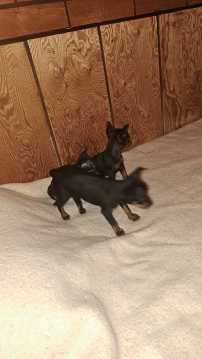 Пинчер  с БГ ПАСПОРТ