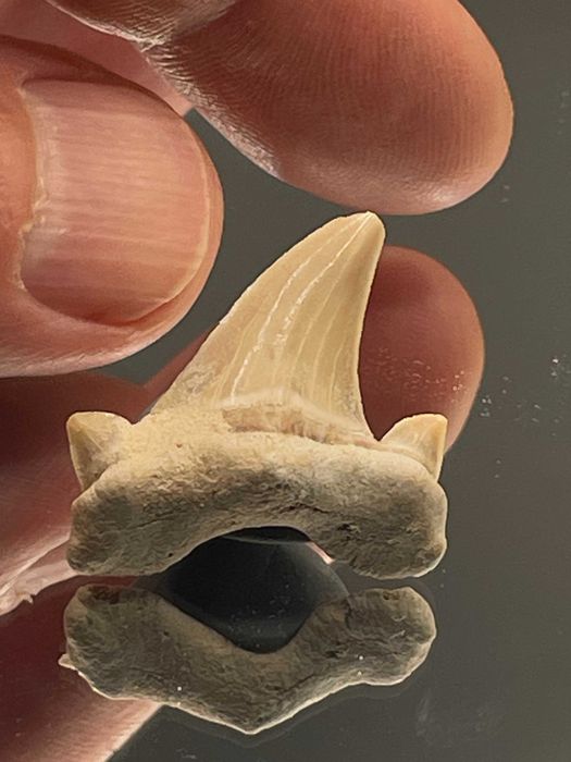 Автентичен зъб от акула Otodus obliquus (23 мм) - фосил