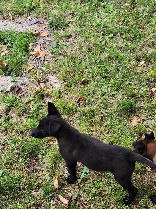 Mascul ciobanesc belgian Malinois