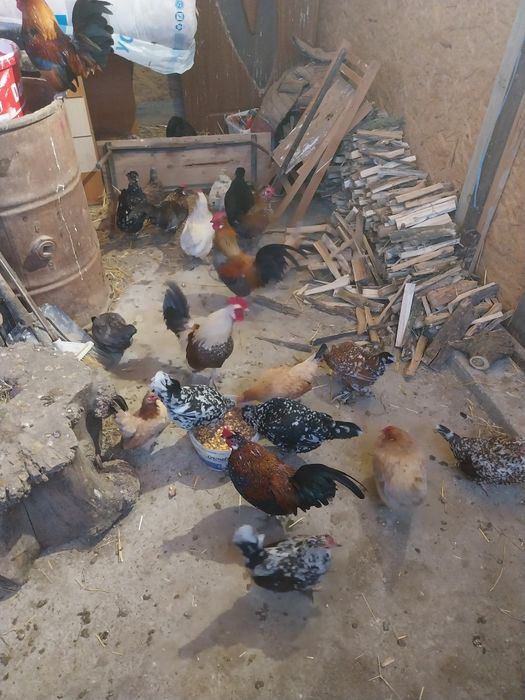 Vând perechi de găini americane