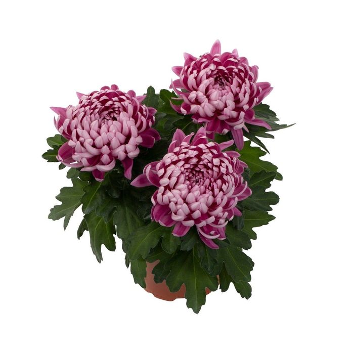 Хризантема всякая