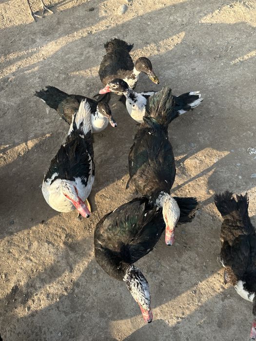 Утка карабастау .