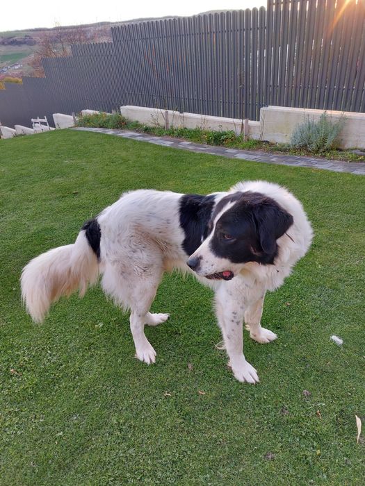 Vând Ciobănesc de Bucovina