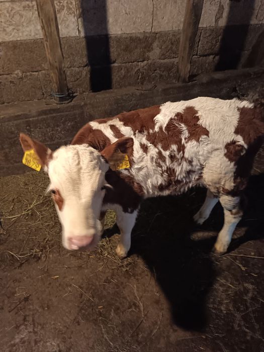 Vițele bălțată romanescă