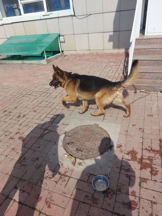 Продам немецкую овчарку