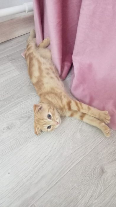 Вислоухие котенок