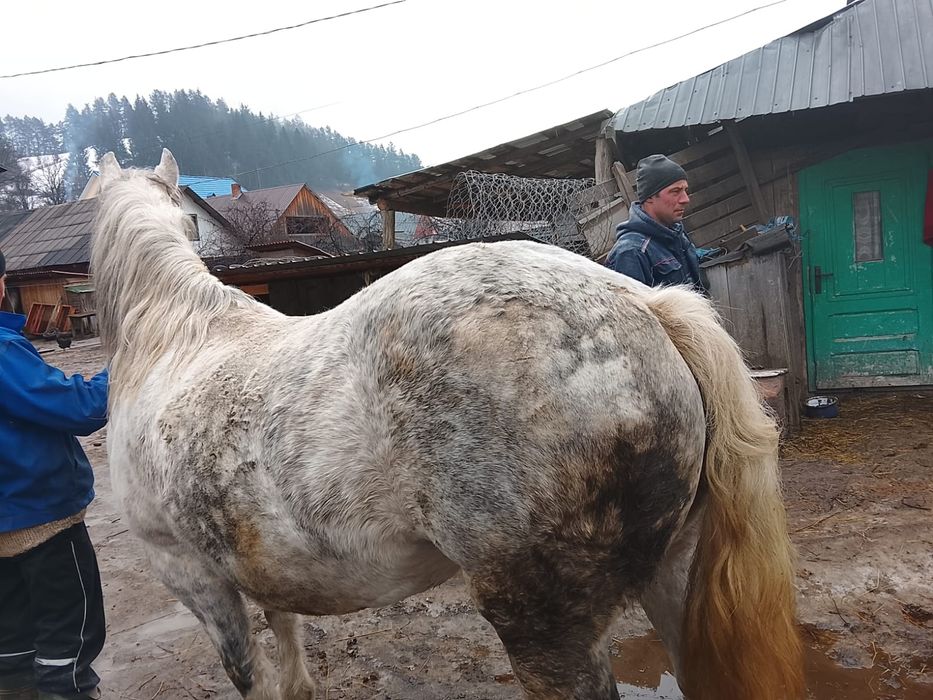 Iapa 9 ani gestanta .