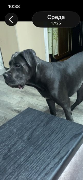 Продам щенка Кане Корсо