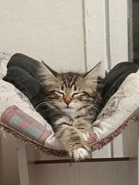 Котята  Мейн-кун