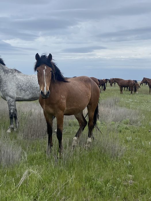 Продам лошадь