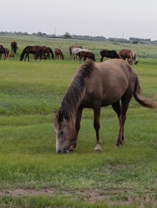 Продам лошадей оптом