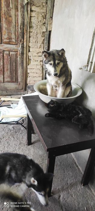 Собака хаски девочка в хорошие руки