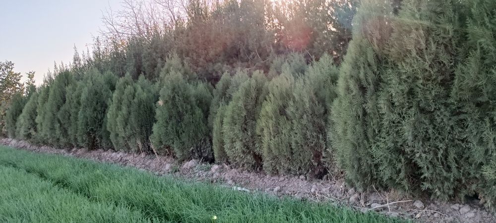 Tuya koʻchatlar sotiladi