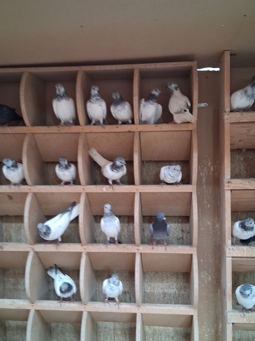 Porumbei zburator de budapesta