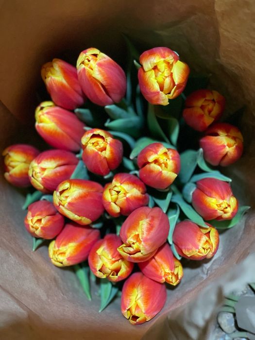 Тюльпаны оптом !!