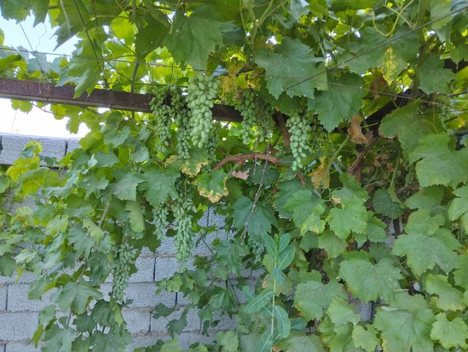 Uy xonadon sotiladi nazarbek obod mahallada