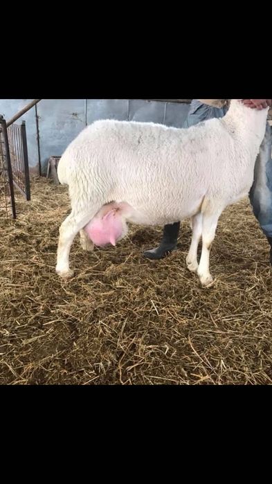 Se vând Mielute Assaf