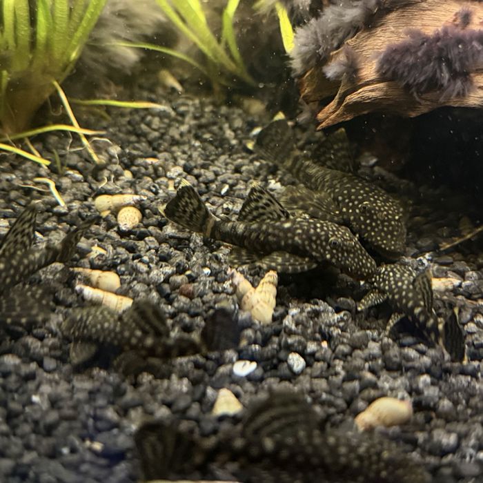 Pesti acvariu ancistrus