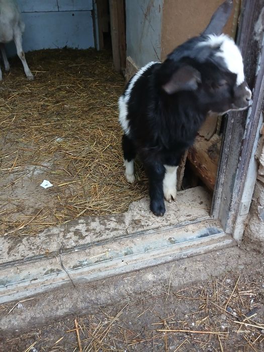 Екі ешкі, лақ лақ