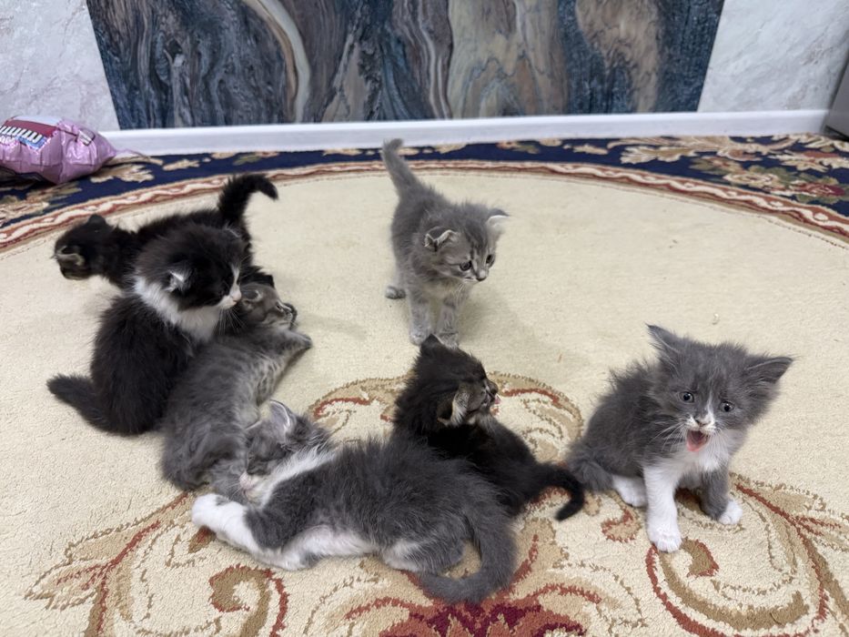 Отдам котят в добрые и заботливые руки!