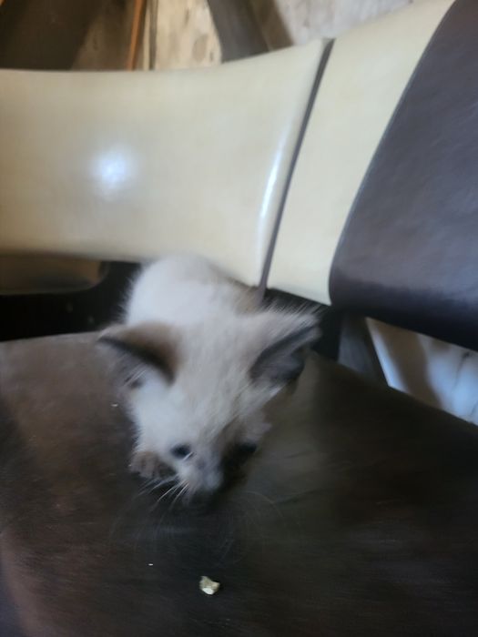 Котята в добрые руки!