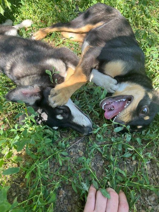 Стеризованные собаки