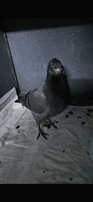 Помогите спасти  голубят!