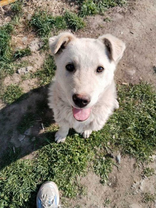 Щенок, мальчик, 4 месяца