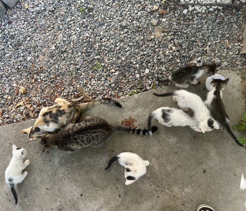 КОТЯТА в добрые руки