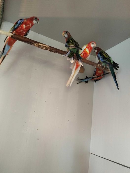 Papagali cântători și rosella, tineret.